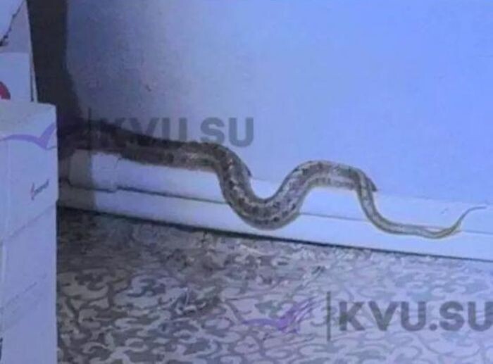 Источник фото: КВУ