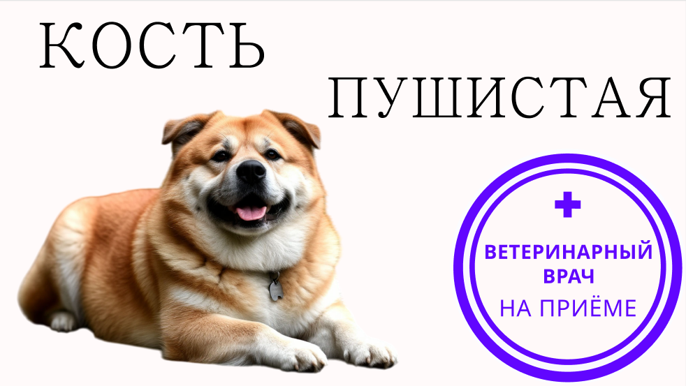 Ожирение у собак и кошек