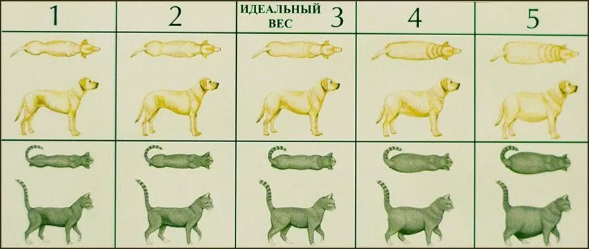 Таблица веса для собак и кошек