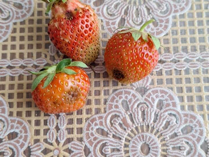 Срочная статья-памятка. Уход за садовой земляникой.