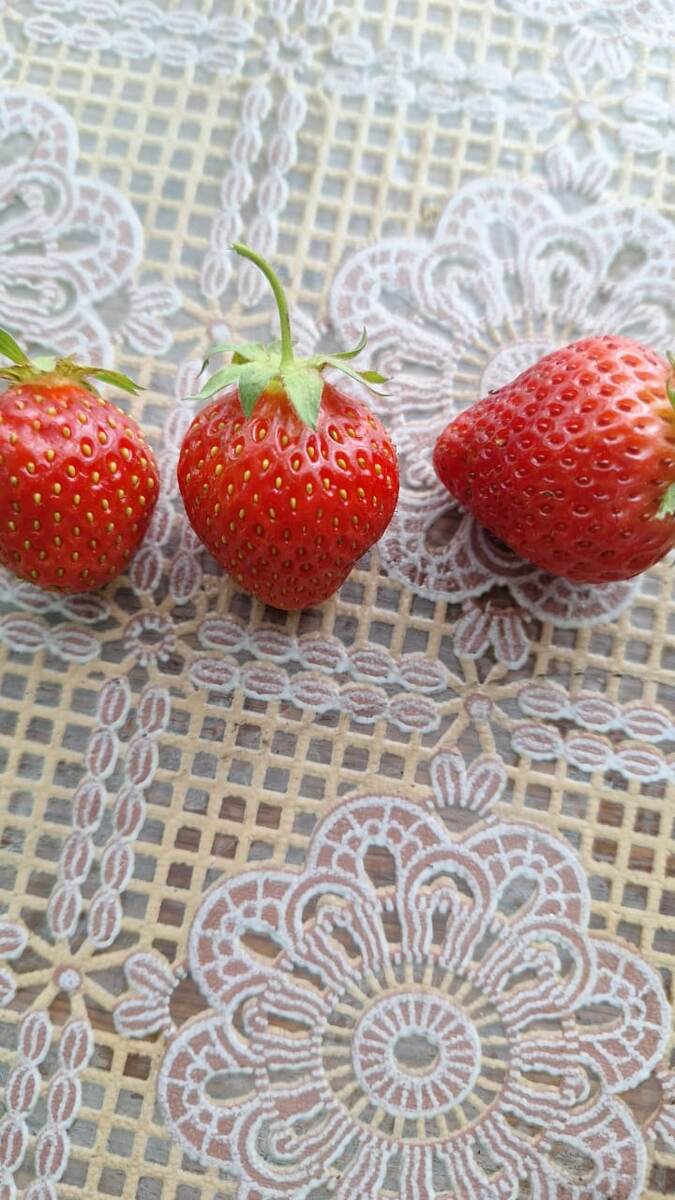 Ягодки после обработок