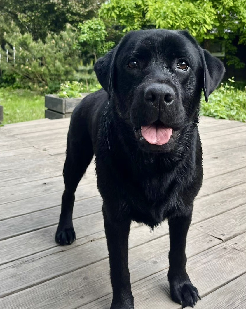 Патрик, собака моей подруги