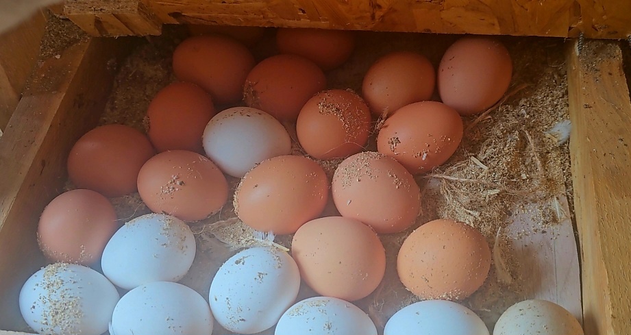 Золотое яйцо: выгодно ли содержание кур-несушек в 2025 году (фото: Андрей Л)