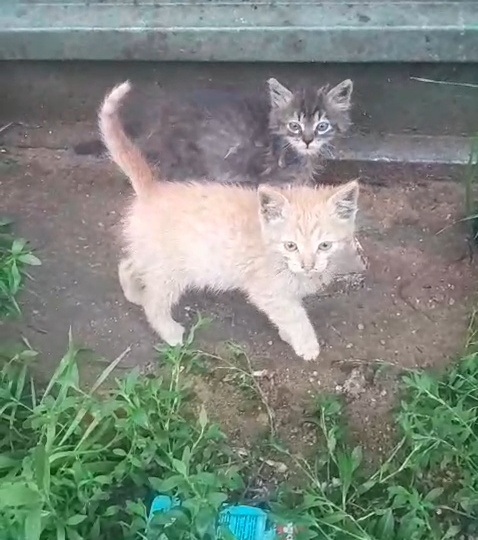 Мамы и брата не стало, крошечные котята остались за бетонной плитой