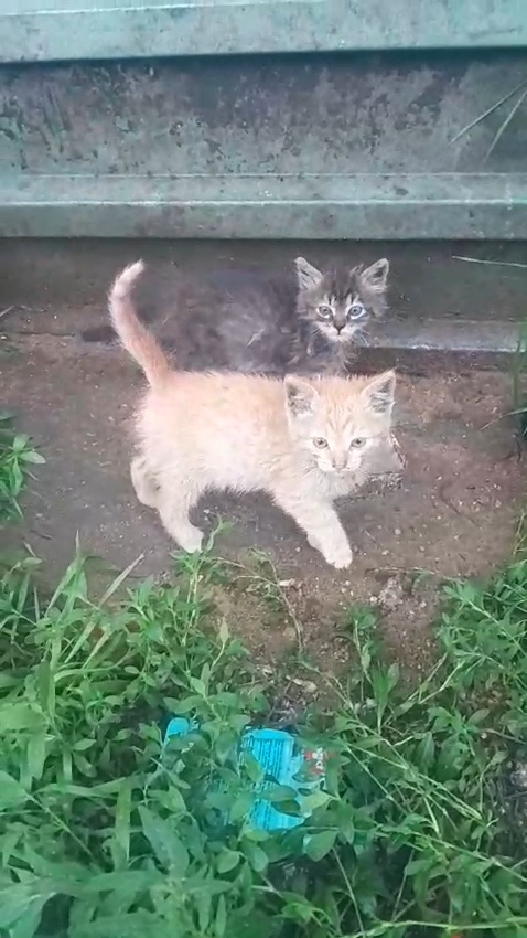 Скрин из свежего видео