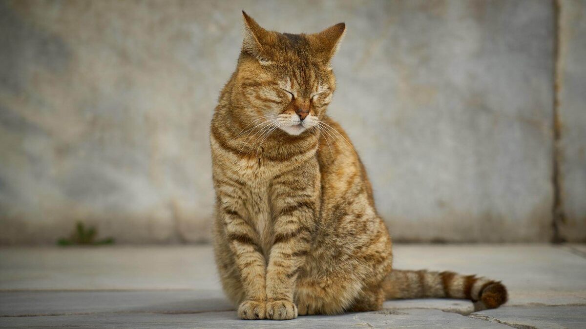 Фото с сайта: https://royerveterinary.com/new-clients-worthington-in/