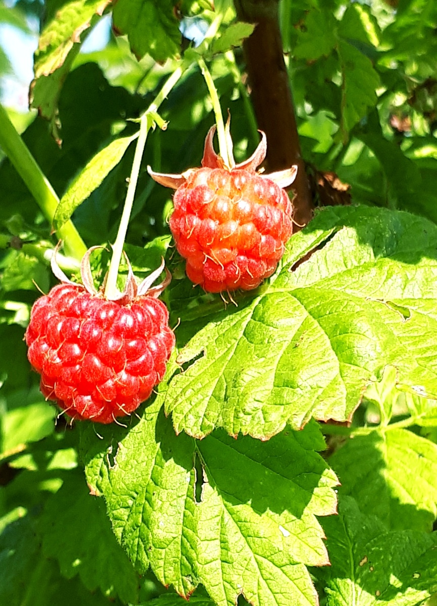 Фото автора 10.07.2025г.