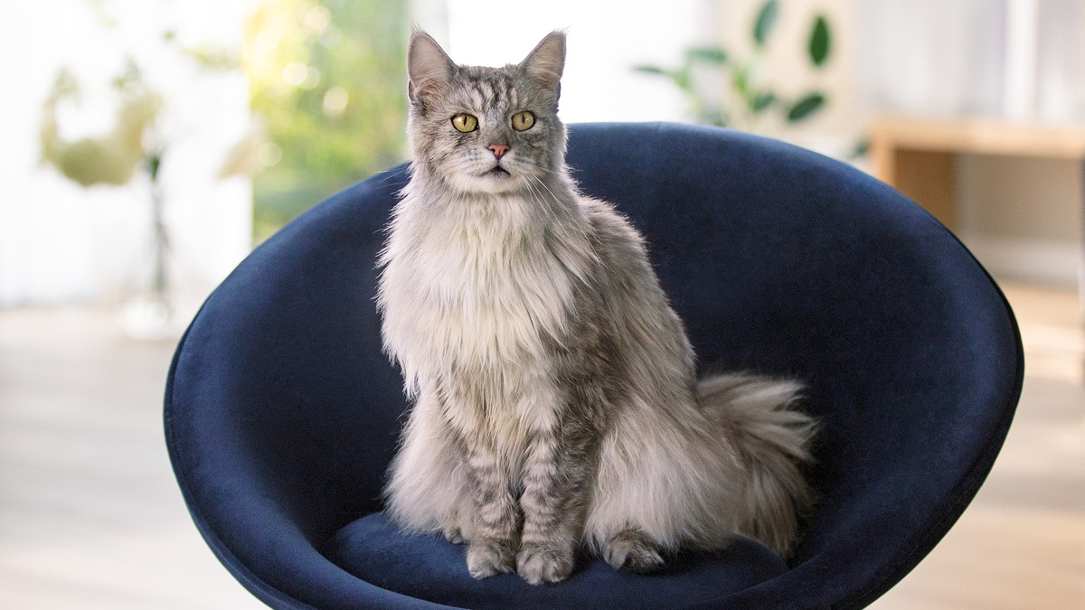 Фото с сайта: https://hapok.ru/images/koshka-dana-foto