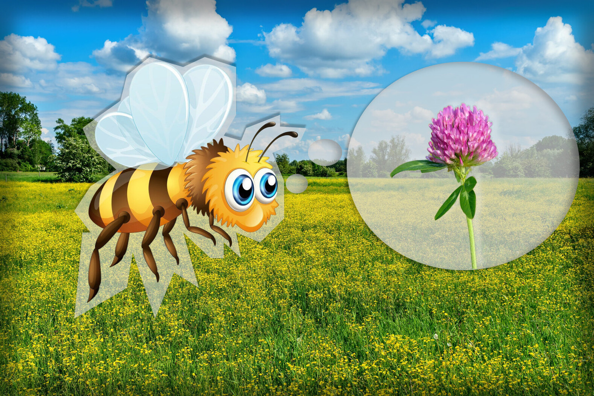     Какие виды меда бывают и как получают разные сорта