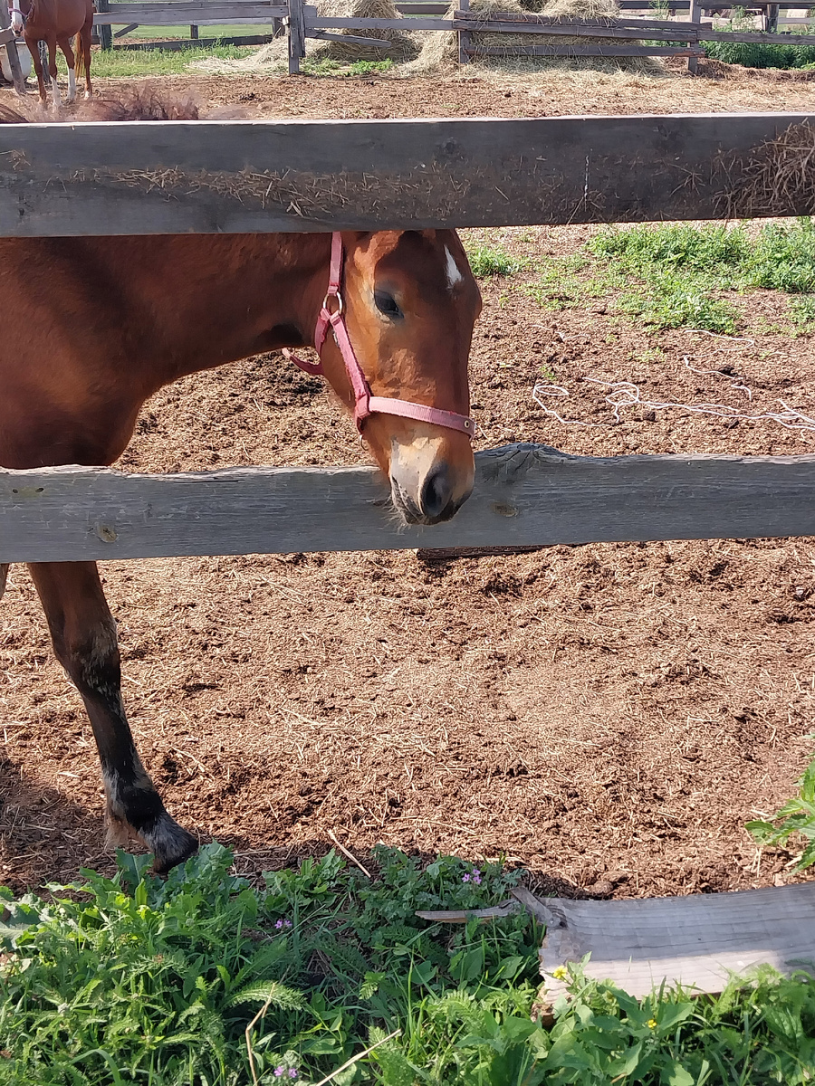 -Нос откушу!:)