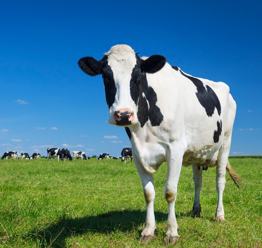 tiptopfoodsgroup.co.za📷Так выглядит корова голштинской породы