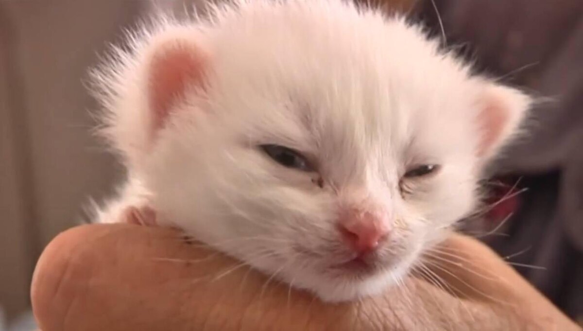    Котёнка назвали Белкой. Фото: скриншот из сюжета «Кстати»