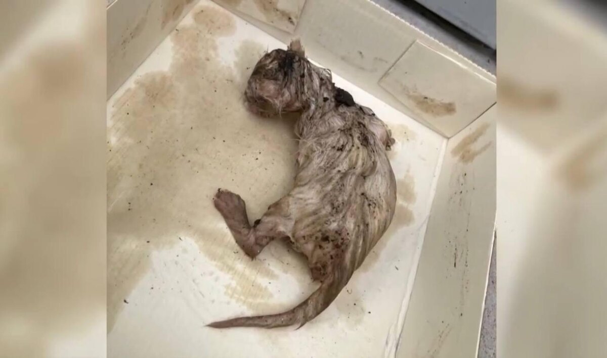    Котёнка принесли к ветеринарам, но не успели спасти. Фото: скриншот из сюжета «Кстати»