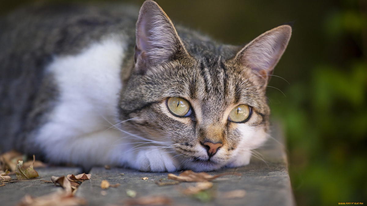 Фото с сайта: https://artfile.me/download/zhivotnye-koty-morda-1244237/1920x1080