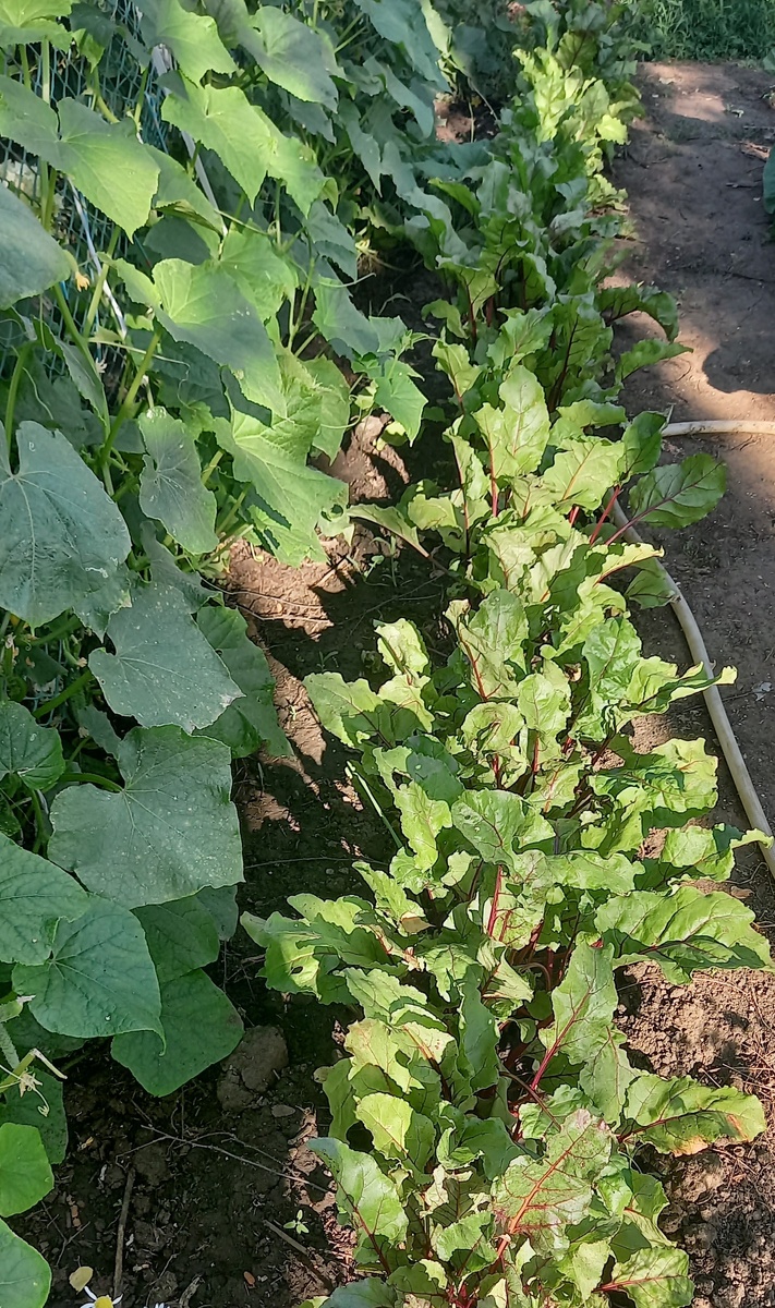 Я тоже сажаю вдоль грядок