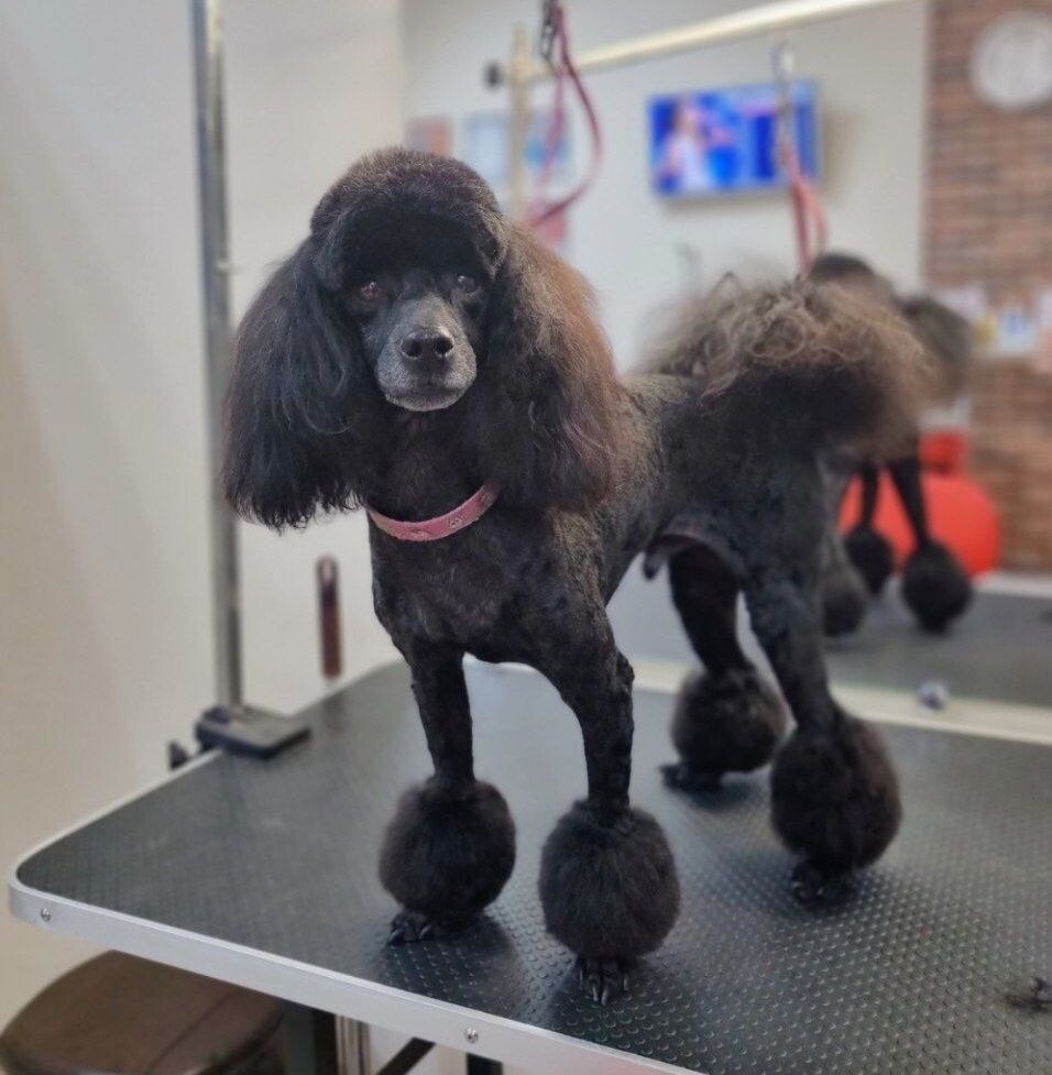 Груминг собак в зоосалоне 