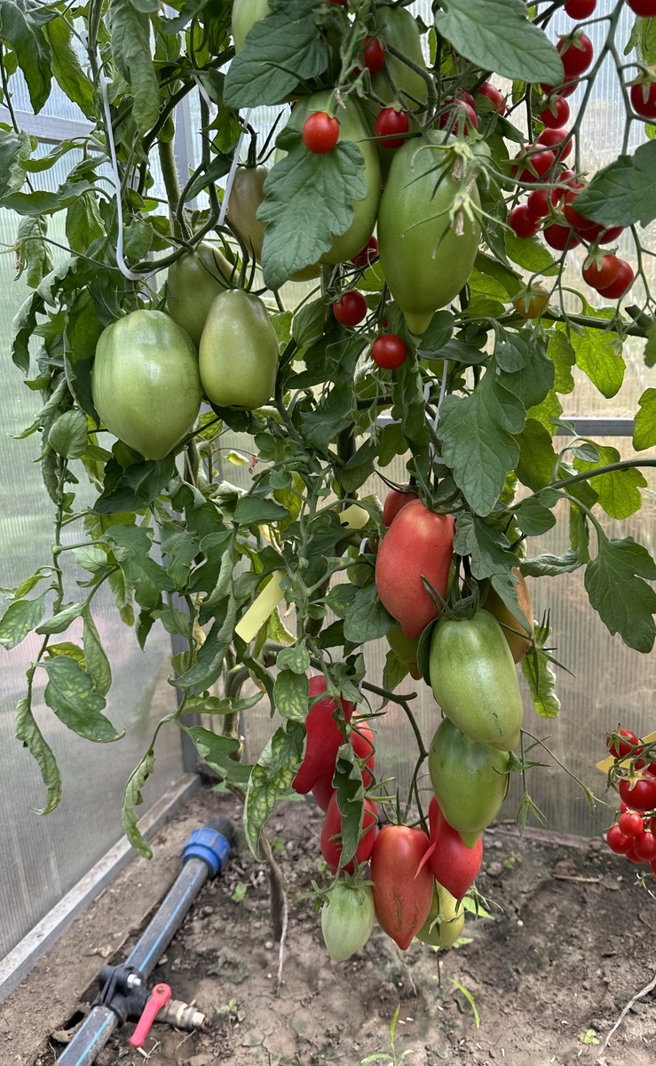 Томат Дьявол Джерси 04.07.25