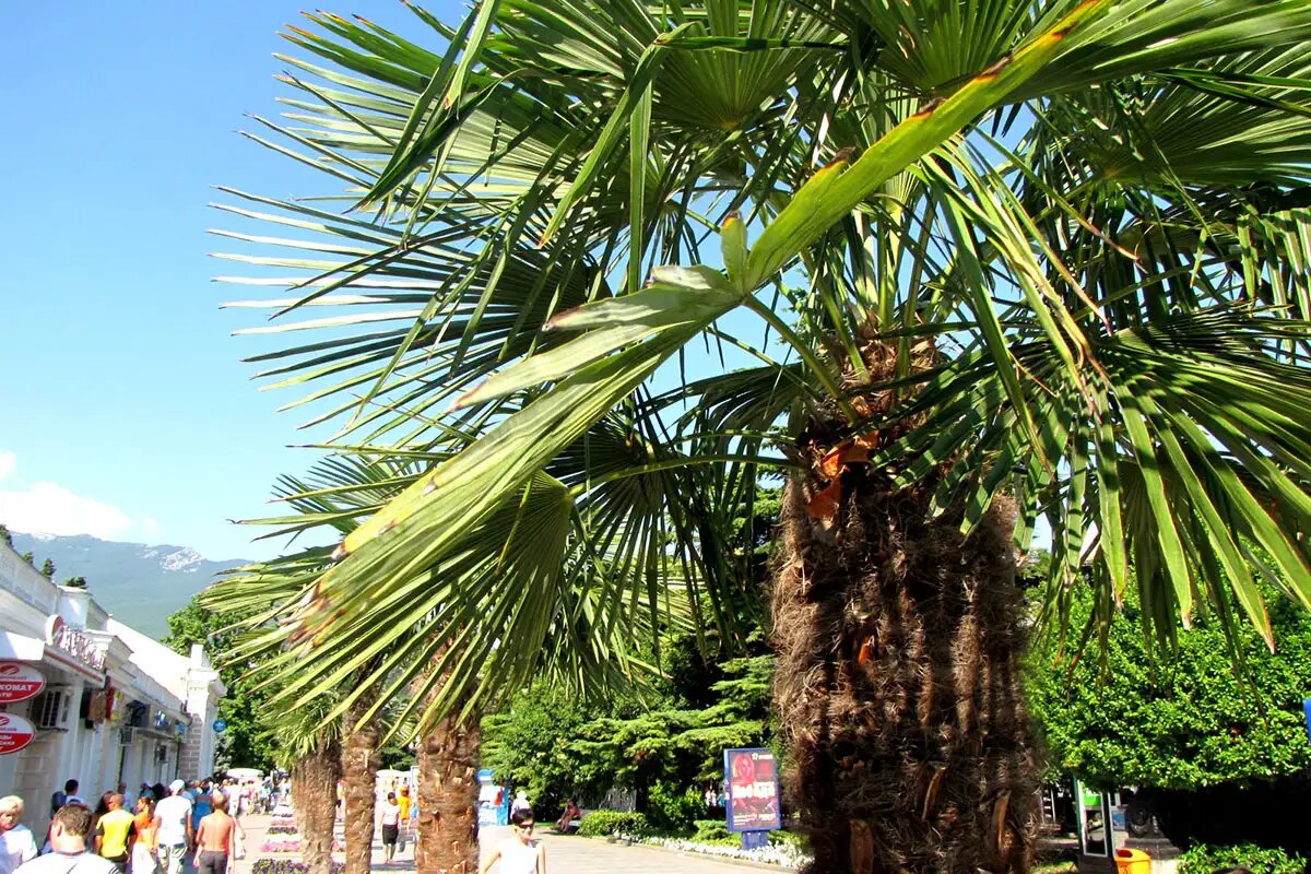    Крым. © wikipedia.org