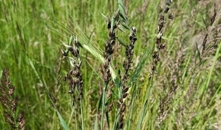    Фото: Филиал ФГБУ «Россельхозцентр» по Ульяновской области