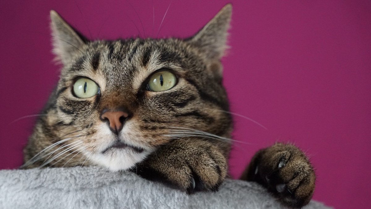 Фото с сайта: https://www.zastavki.com/eng/Animals/Cats/wallpaper-130764-23.htm