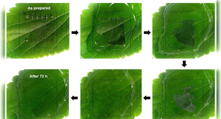 ndtv.com📷Чип растворяется в воде в течение 72 часов при комнатной температуре