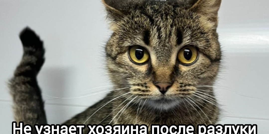 Почему после разлуки кошка делает вид, будто впервые вас видит
