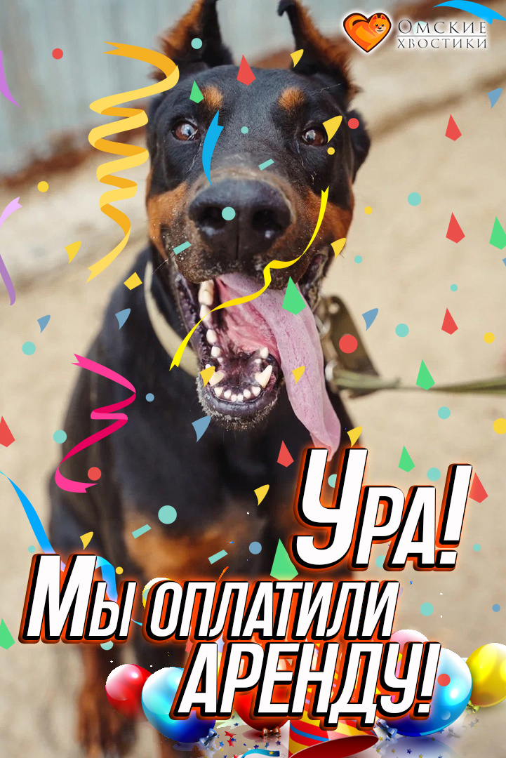 Каждый кошачий и собачий хвостик в приюте сегодня виляет от радости!