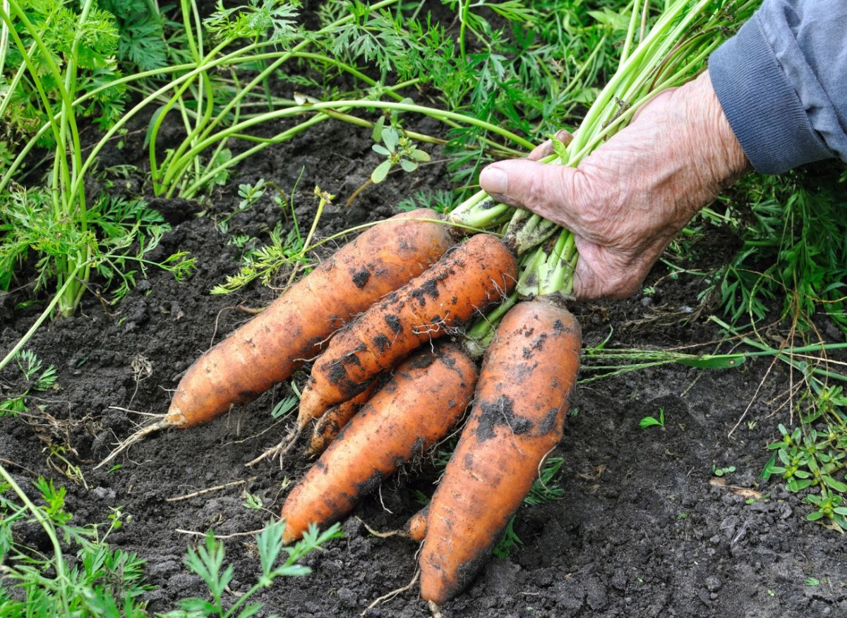 В июле следует помнить о правильном поливе и органических удобрениях моркови, которые поддерживают рост и здоровье растений