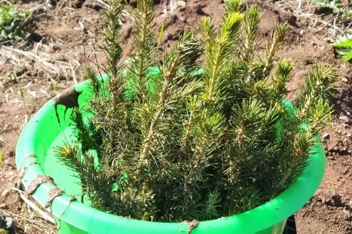    Во Владимирской области по нацпроекту благоустраивают 53 территории