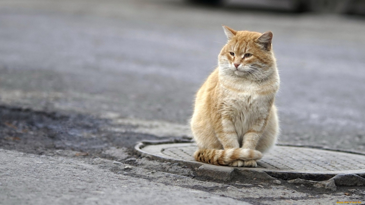 Фото с сайта: https://artfile.me/download/zhivotnye-koty-asfalt-lyuk-1198743/1920x1080