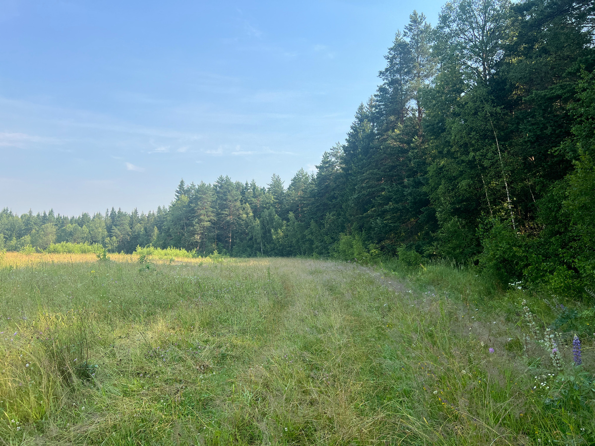 Луг еще не успел высохнуть, кроссовки немедленно намокли. Но в такую жару это не напрягает.