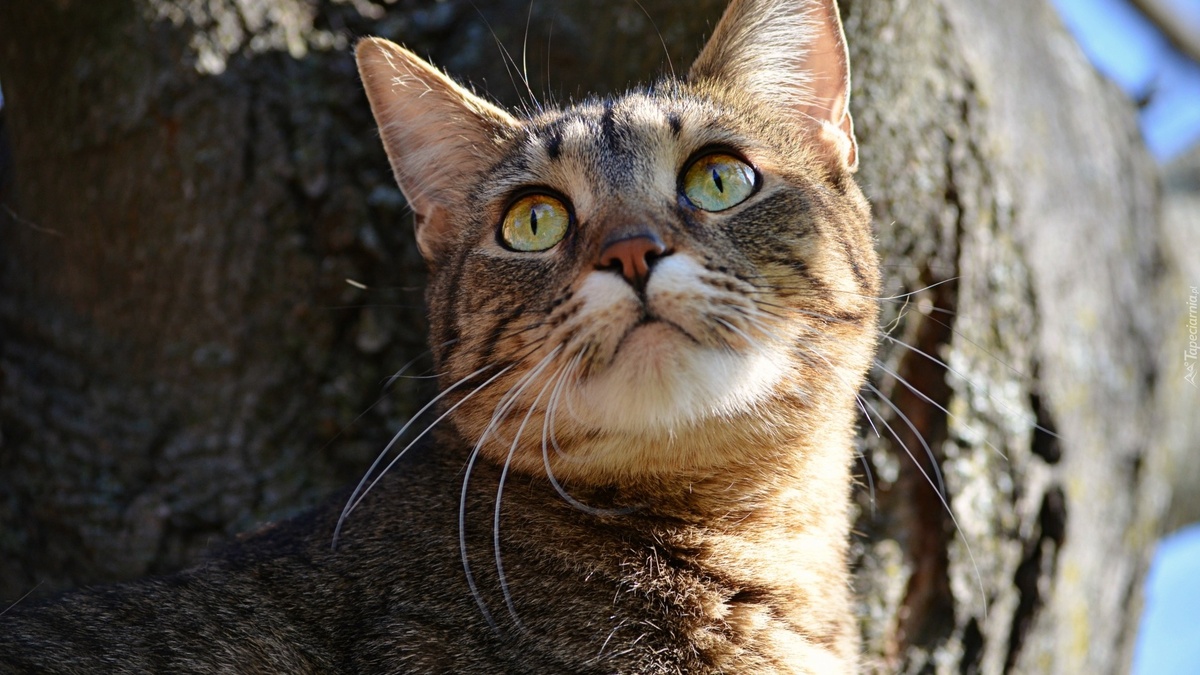 Фото с сайта: https://www.tapeciarnia.pl/tapeta-bury-kot-na-drzewie