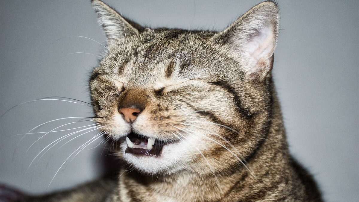 Фото с сайта: https://clinicaveterinariageneralmargallo.es/estornudos-en-gatos-causas-mas-comunes/