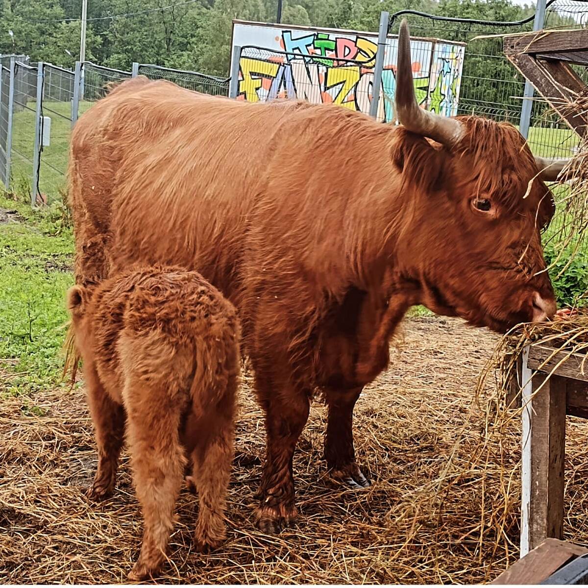 Василиса и Гаврюша 2 дня после рождения.
