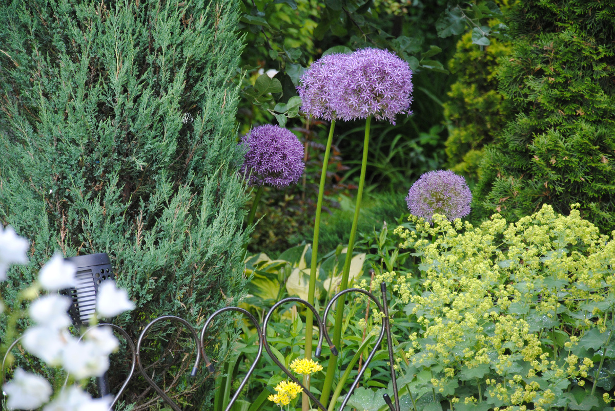 Аллиум в моем саду, 2025 год