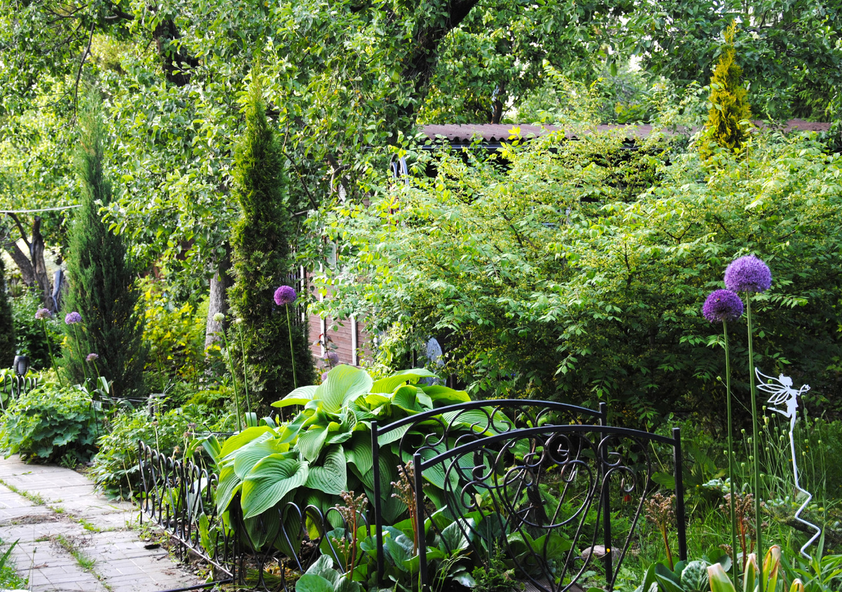 Аллиум в моем саду, 2025 год