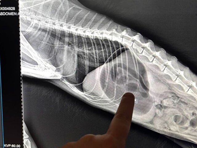    Фото: телеграм-канал "Моя Ветклиника"