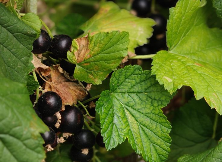 Уход за чёрной смородиной летом: чем подкормить, как поливать и защитить от вредителей