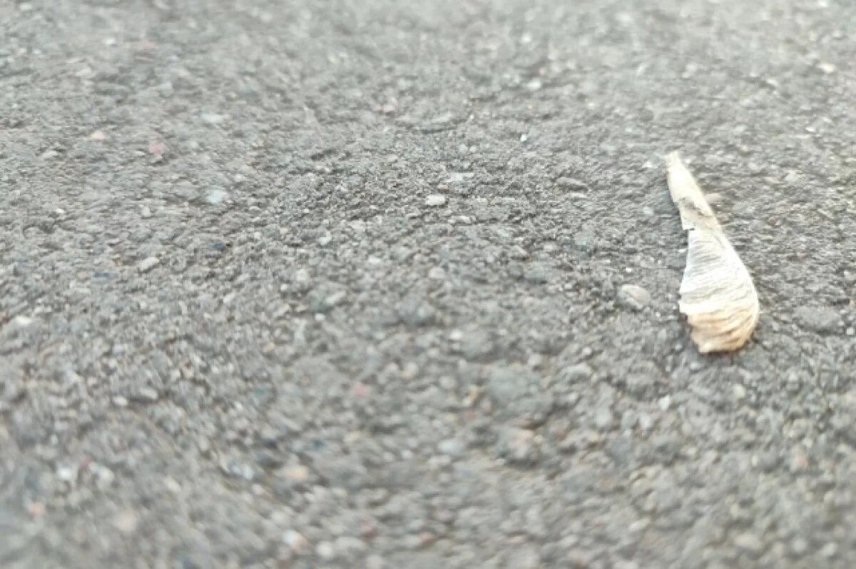    В Твери перебегающая дорогу женщина едва не угодила под колёса