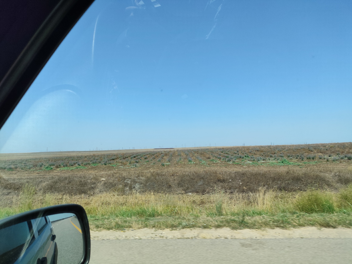 Мимо уже скошенных лавандовых полей