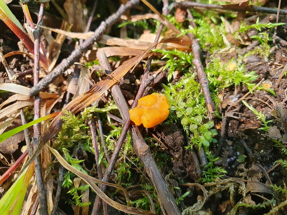 Лисичка обыкновенная (Cantharellus cibarius)