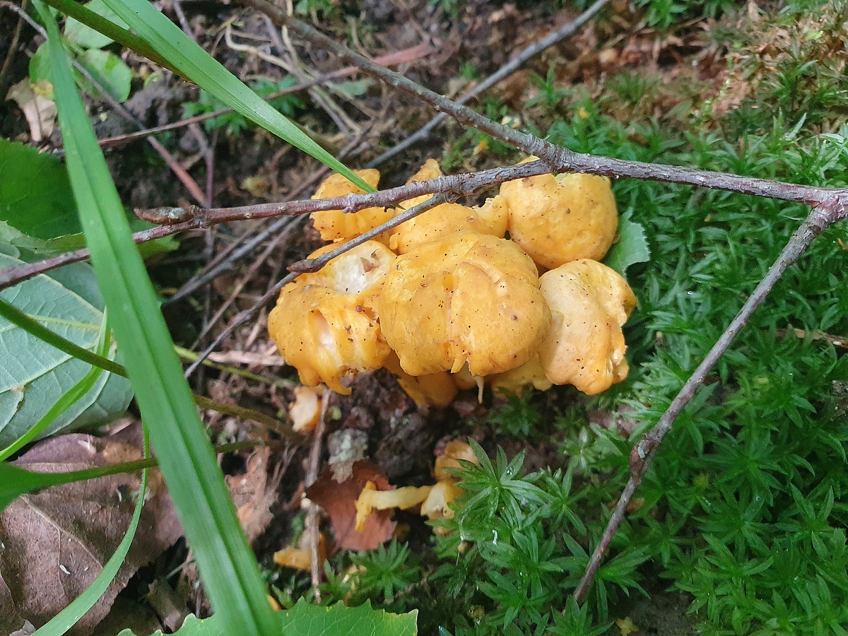 Лисичка обыкновенная (Cantharellus cibarius)