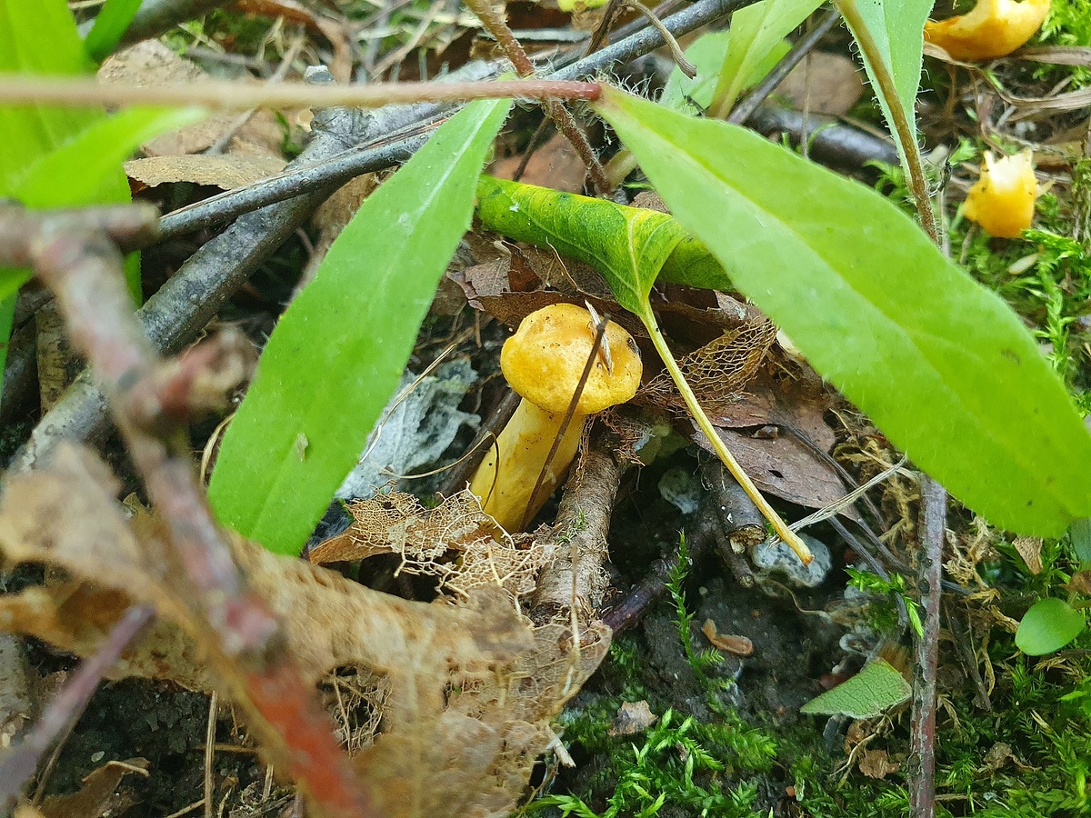Лисичка обыкновенная (Cantharellus cibarius)