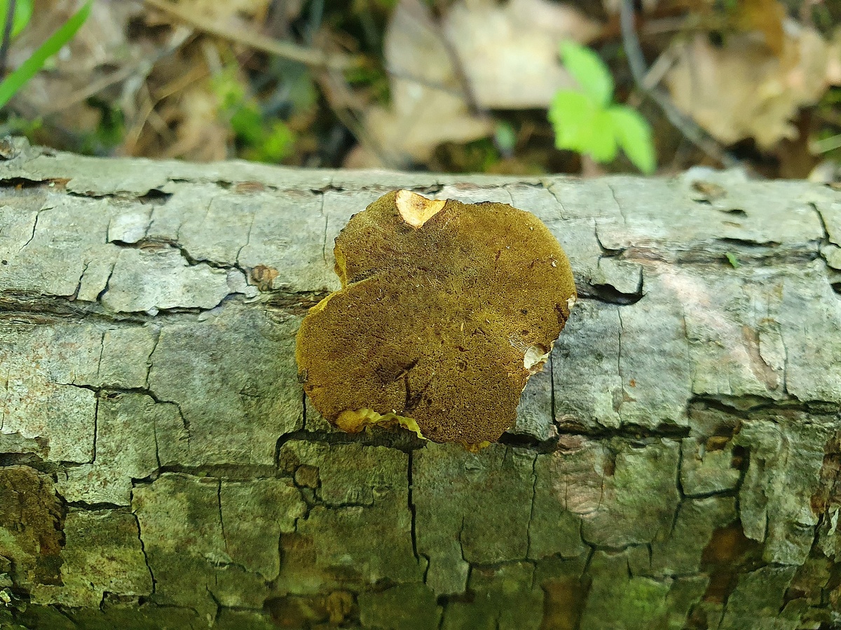 Моховик зеленый (Xerocomus subtomentosus)