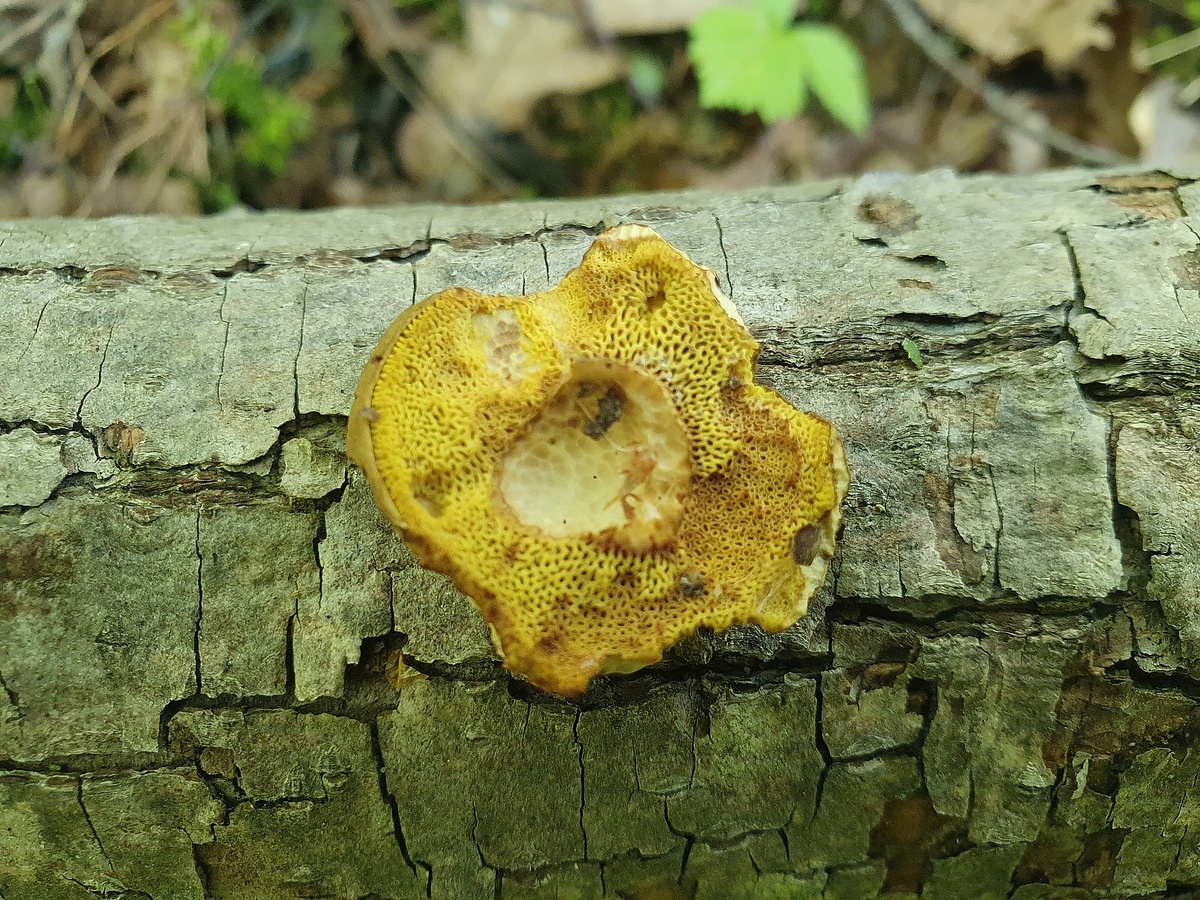 Моховик зеленый (Xerocomus subtomentosus)