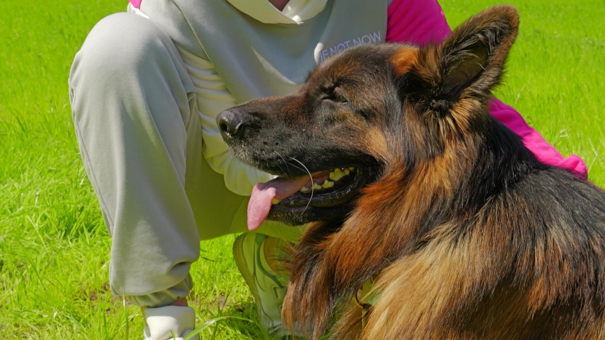 Прогулка дольше 1,5 часов может увеличить выносливость собаки, что потребует от владельца ещё больше времени на будущие прогулки
