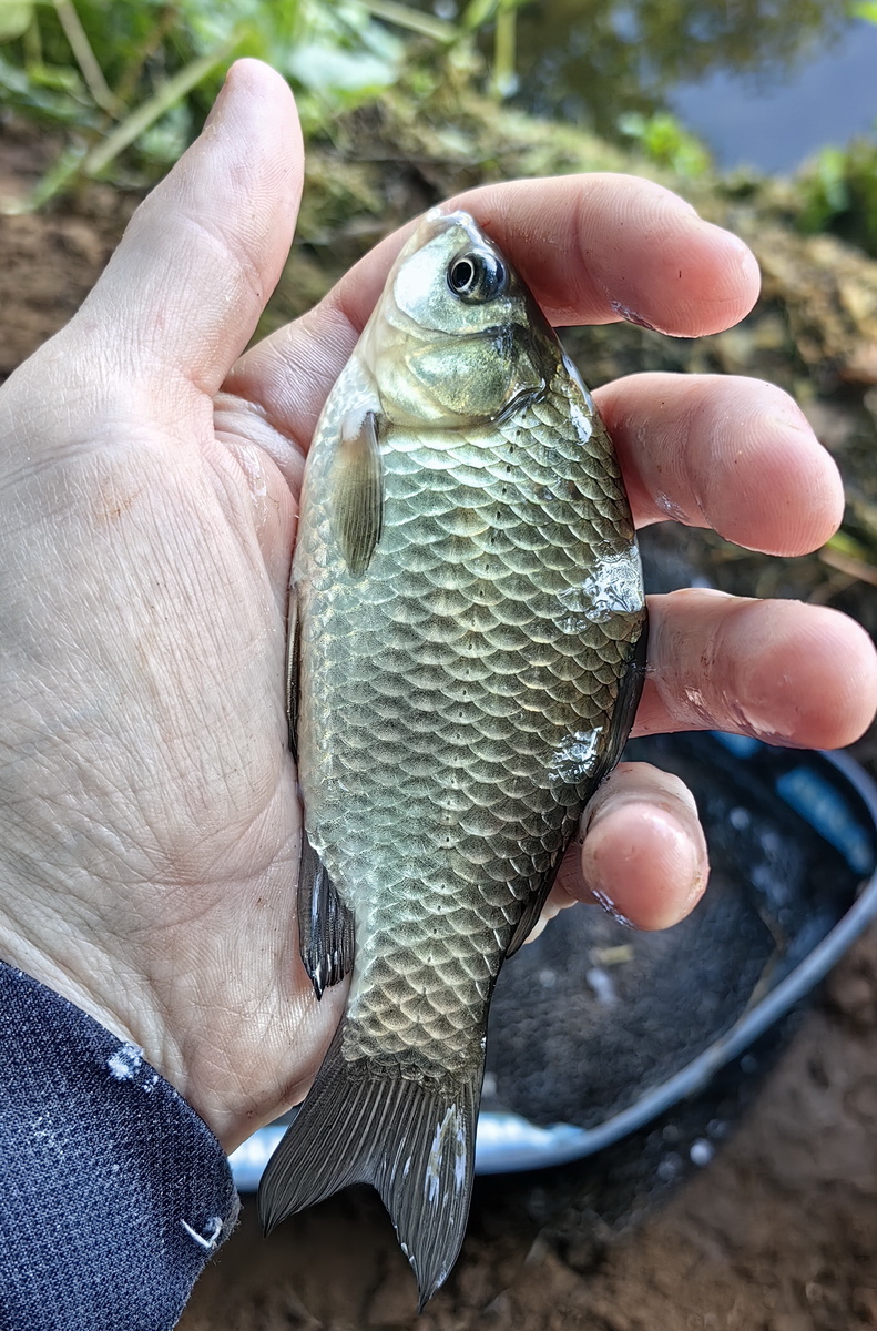 Среднестатистической Пехорский карасик