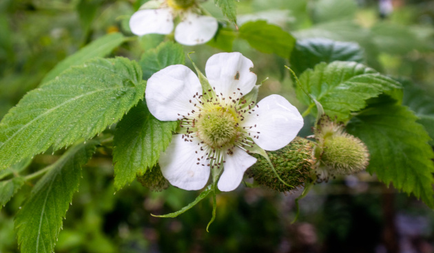    Малина тибетская. Фото: shutterstock.com