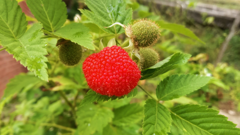 Малина тибетская. Фото: shutterstock.com

