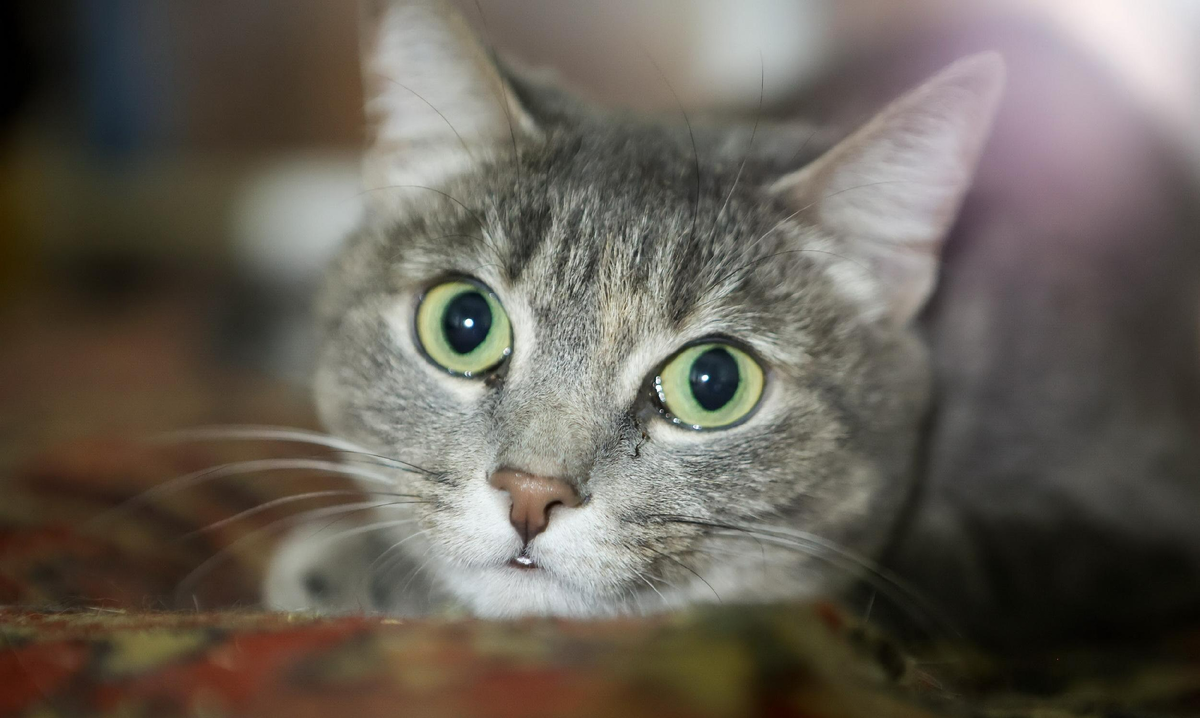 Фото: Ростислав Нетисов, nsknews.info